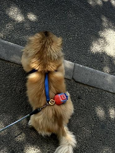 online evden is: Pequinz (Pekingese) cinsi erkey cütleşddirmek — 2