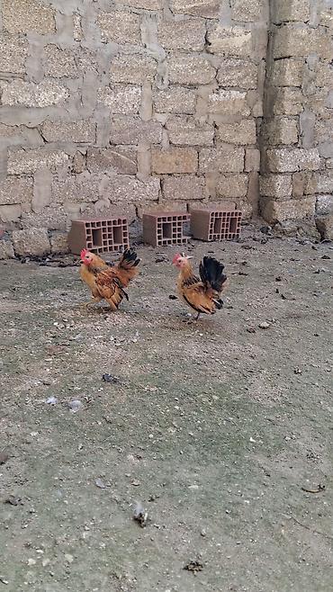 itle barter: Toyuq, Damazlıq — 1