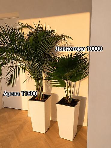 ди амафоз: Комнатные растения в горшках: Сокулук, Бишкек,Кант, Шопоков 1) — 10