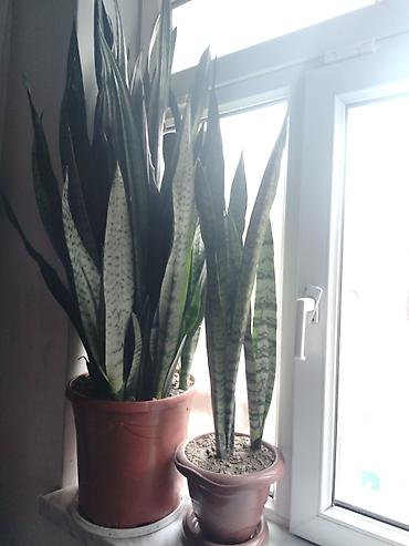 sansevieria gulu: Sansevieria (Qaynanadili) otaq bitkisi - Növ: Sansevieria trifasciata — 3