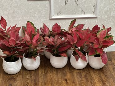 Другие комнатные растения: Комнатные цветы at lalafo.kg — 19 Другие комнатные растения: Комнатные цветы — 19