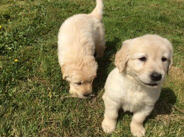 Healthy Golden retriever puppies available which are just 12 weeks