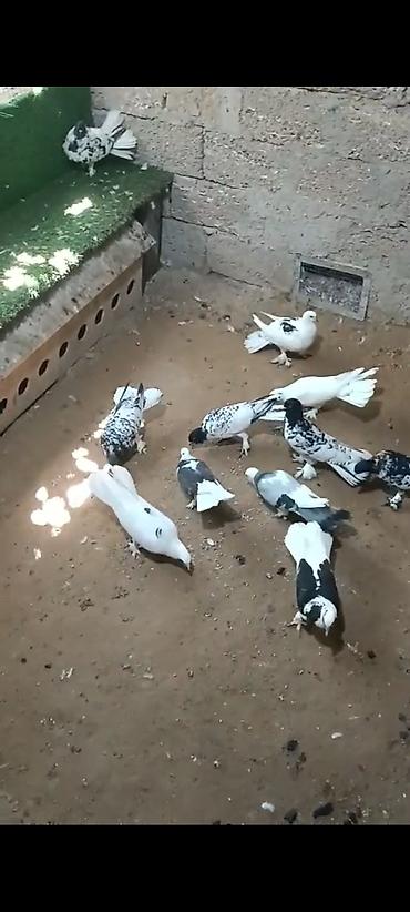 pulcuqlu heyvanlar hansılardır: Qara-ağ və ağ rəng çalarlarında dekorativ göyərçinlər dəsti - Növ — 2