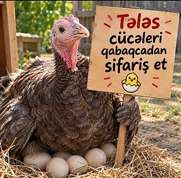 Сельхозптицы: Индюшата, Для разведения — 1