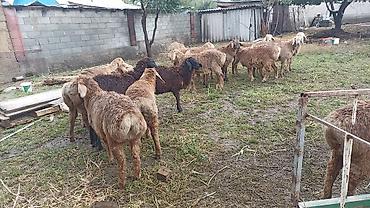 Айыл-чарба жаныбарлары: Сатам | Козу | Токту — 8