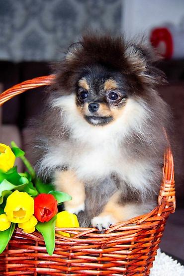 Продажа собак: Шпиц, 5 месяцев, Самец, С прививкой — 9