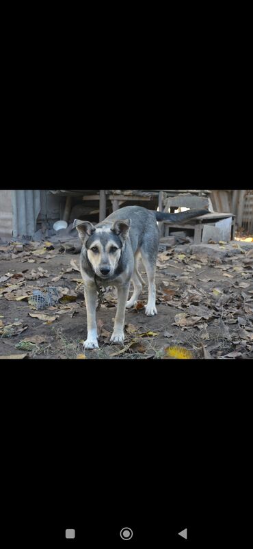охотничьи собаки купить: Собака даром: 8 месяцев, Самка, С прививкой at lalafo.kg охотничьи собаки купить: Собака даром: 8 месяцев, Самка, С прививкой