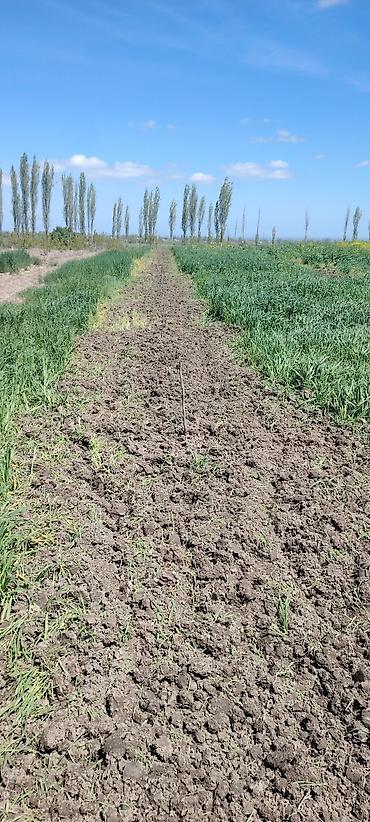 Ağaclar: Məhsul: Meyvə bağı (intensiv tipli) Təsvir: - Çoxillik meyvə ağacları — 2