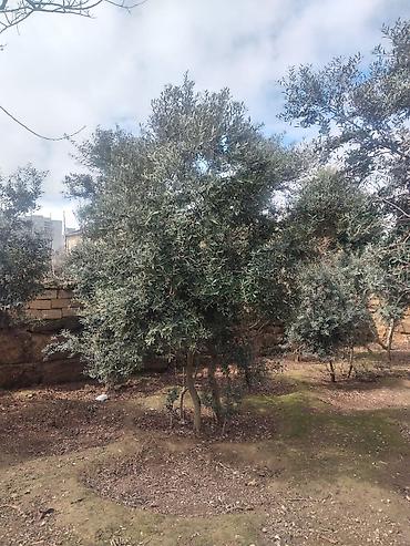 Ağaclar: Zeytun ağacları - Seçim: müxtəlif ölçü və yaşlarda zeytun ağacları - — 6