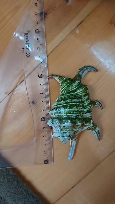 Akvarium dekoru: Dəniz ilbizlərinin iri ölçülü qabıqları – dekorasiya və kolleksiya — 2