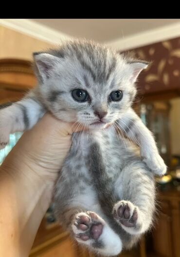 Pişiklər: Britan, Erkək, Dişi, Yaxşı əllərə, Ödənişli çatdırılma — 1