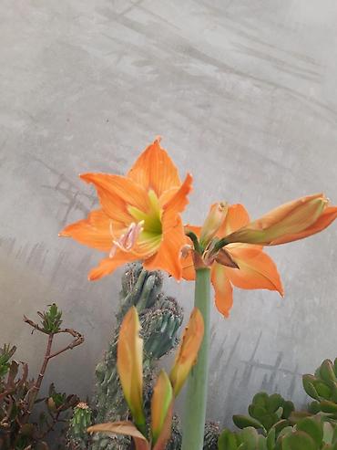 Bağ və bostan üçün digər məhsullar: - Zanbaq (Hemerocallis) – narıncı lecekli gül 8 azn satilir — 11