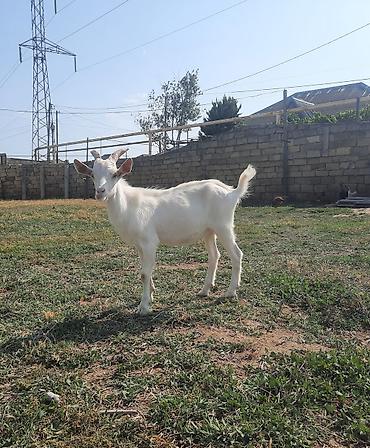 poni at satilir: Saanen təkəsi.Öz heyvanımın balasıdır.Sağlam heyvandır — 3