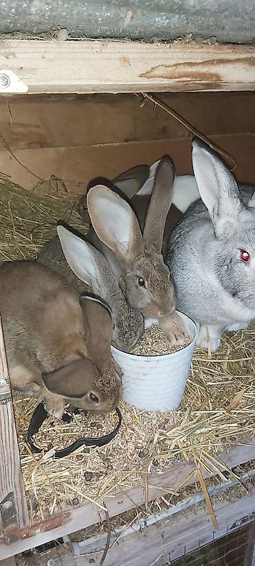 ev heyvanları: Məhsul: Dovşanlar (ev təsərrüfatı üçün) Təsvir:2aylıq rizen balalar - — 7