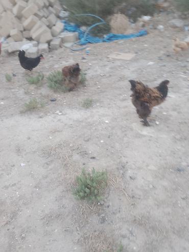 heyvanlar quşlar: Salam. Bramo toyoqlarıdı. Sağlam və baxımlı heyvanlardır. 1 yaşları — 3