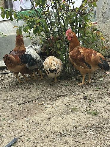 heyvanlar və balaları: Toyuq, Damazlıq — 1