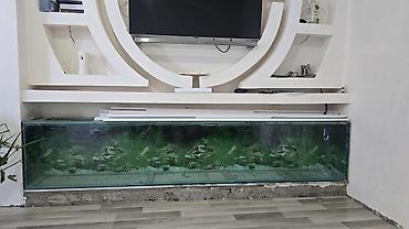 akvarium az: Akvarium 3 il balig saxlanilib stenddi ev remontu ile bagli — 1