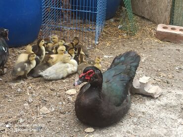 Другие с/х животные: Утята Индоутки Тяжёлая Линия. Индоутята. Фендибоберных Солидных — 13