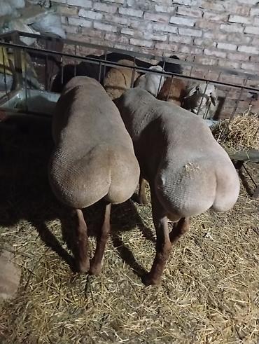 барана: Продаю | Баран (самец) | Арашан | На забой — 3