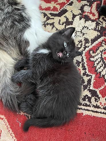 Отдам даром кошку: Отдадим в хорошие руки. 3 котенка. Возраст 2-3 недели. Две девочки и — 4