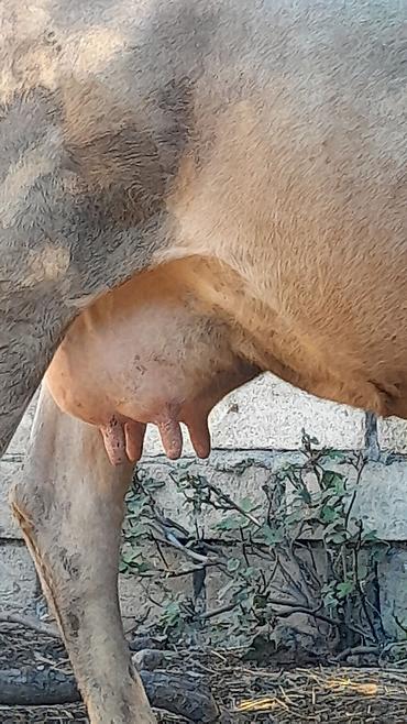 hinduşka əti qiyməti: Dişi, il: 5, Südlük — 8