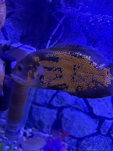 Akvariumlar: Аквариум - 2 м ( 7,000 Манат Цена -da lalafo.az — 26 Akvariumlar: Аквариум - 2 м ( 7,000 Манат Цена — 26