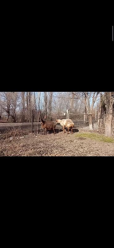 Баран, овца: Продаю | Овца (самка) | Для разведения | Матка — 9