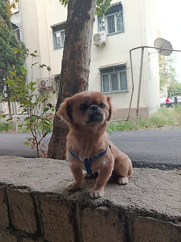 kangal itləri: Pekines, 1 il, Erkək, Ünvandan götürmə — 5