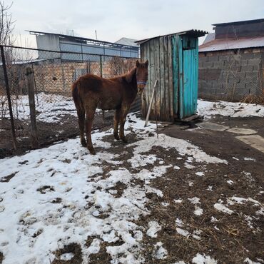 Лошади, кони: Продаю | Конь (самец), Жеребенок | Полукровка, Английская | Для разведения, Конный спорт — 2