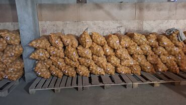 Картошка: Картошка Оптом — 4