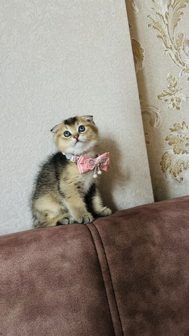 Pişiklər: Dişi — 6