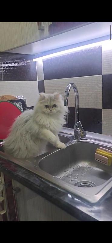 Pişiklər: Dişidi çütleşdirilir 0702500507 — 7