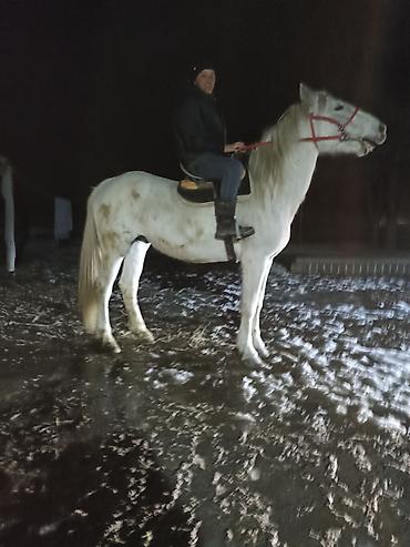 Лошади, кони: Продаю | Конь (самец) | Рабочий, Для разведения, Конный спорт | Мерин — 9