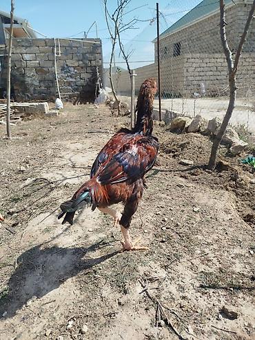 K/t heyvanları və malları: Cinsi: Döyüş tipli uzunboy quş (xoruz) Rəngi: Qırmızı-qara qarışıq — 2