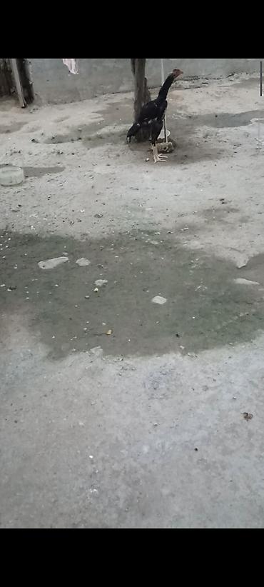 kənd xoruzu: Biri Atasdı birdə qardaşı riyal alcya məşq və döyüş purobu AYLACAQ 5 — 4