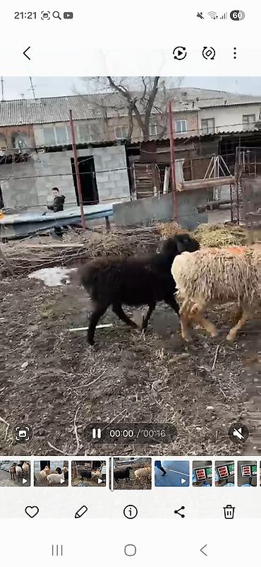 Баран, овца: Продаю | Баран (самец) | Полукровка | Для разведения | Племенные, Осеменитель — 4