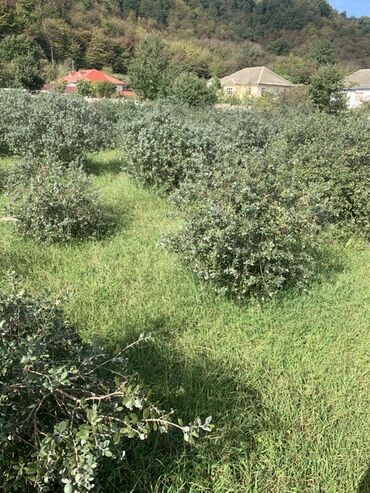 Torpaq sahələrinin satışı: 70 sot, Kənd təsərrüfatı, Bələdiyyə, Texniki pasport — 8