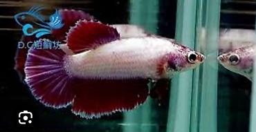 akvarum balıqları: Betta (Petuşok balığı), Sülhsevər — 2