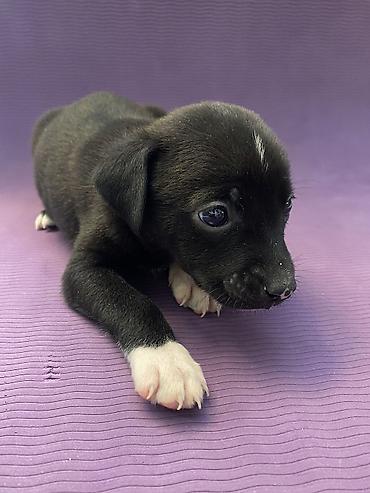 Продажа собак: Мощные черные щенки: Сила Питбуля + Интеллект Овчарки метиса — 5