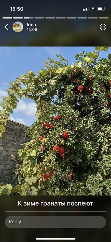 Bağ evlərinin kirayəsi: 100 kv. m, 3 otaqlı, Hovuzlu, Artezian quyusu, Su, Kombi — 3