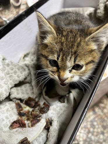 маленький кошка: Попался котёнок, нашли на огороде, бросила мама. Ещё совсем маленький