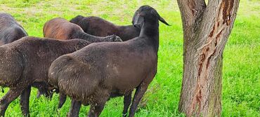 продаю козу: Продаю | Баран (самец) | Гиссарская | Для разведения | Племенные, Осеменитель