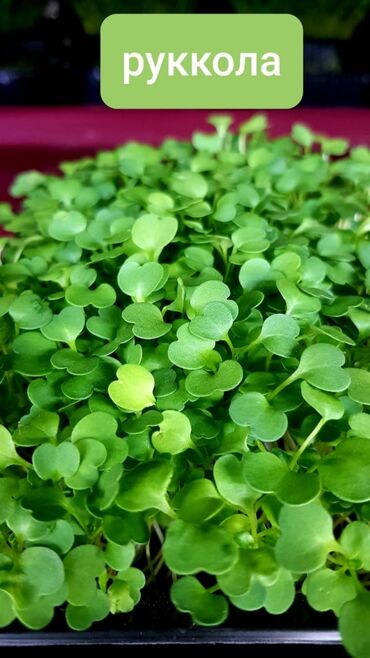 Здоровое питание: Продается вкусная красивая и очень полезная микрозелень в большом — 14