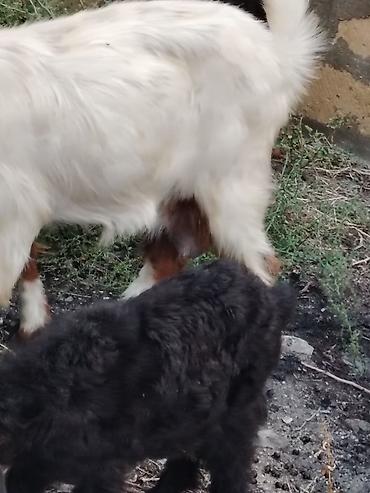 kənd təsərrufatı heyvanları: Sona can oxu reyal alıcı Satılır 7 heyvandı 4 ana 3 bala biri ekiz — 7