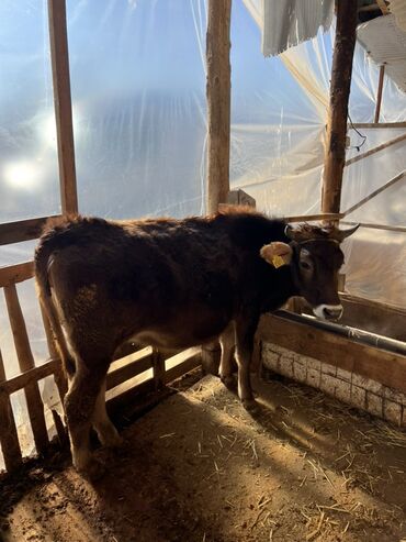 Коровы, быки: Продаю | Корова (самка) | Полукровка | На откорм | Привязанные — 6