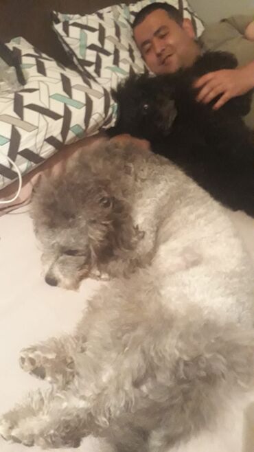 İtlər: Pudel, 10 ay, Erkek — 6