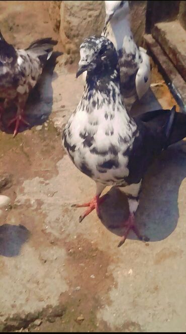 pişik ucun qum qabı: Ciddi alıcılar əlaqə saxlasın. 0708924240