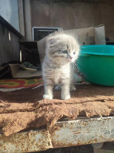 pitomnik temir: Шотландские вислоухие котята (Scottish Fold) Описание: - — 4