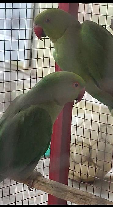 Salam Qardawlar DiqqətLə Oxuyun.4 Dənə Şəkildə gördüyünüz kimi