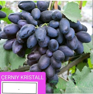 meyve tingleri satisi: Tinglər